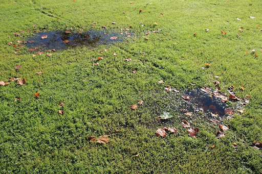 Soggy spot in yard